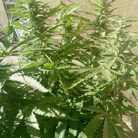 Banana Beach growlog timeline photo