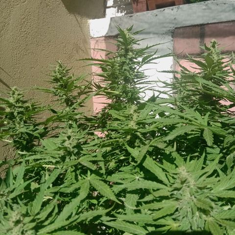 Banana Beach growlog timeline photo