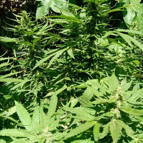 Banana Beach growlog timeline photo