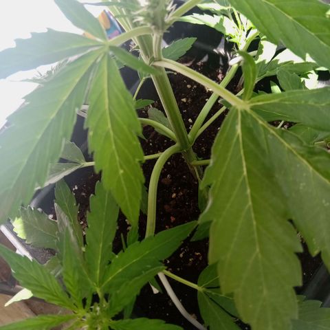 Sweet Madness growlog timeline photo