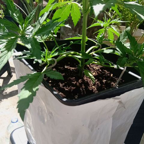 Sweet Madness growlog timeline photo