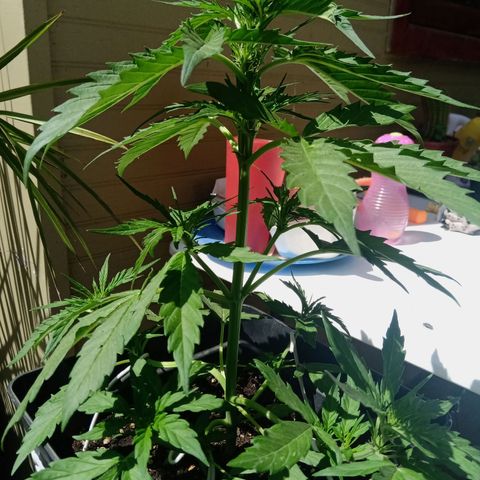 Sweet Madness growlog timeline photo