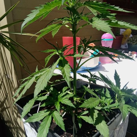 Sweet Madness growlog timeline photo