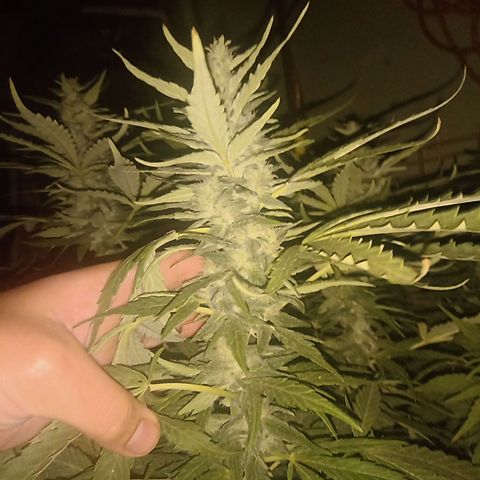 Banana Beach growlog timeline photo