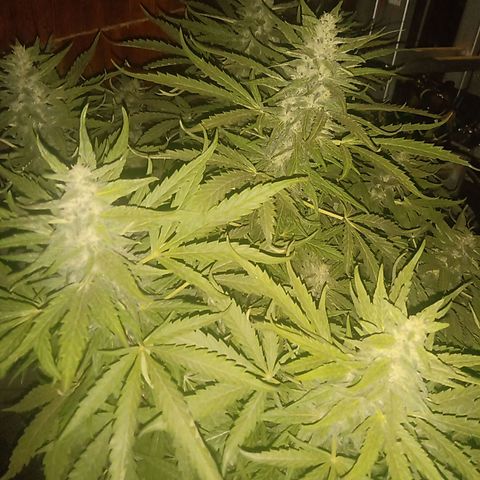 Banana Beach growlog timeline photo