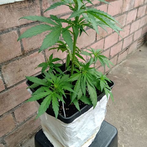 Sweet Madness growlog timeline photo