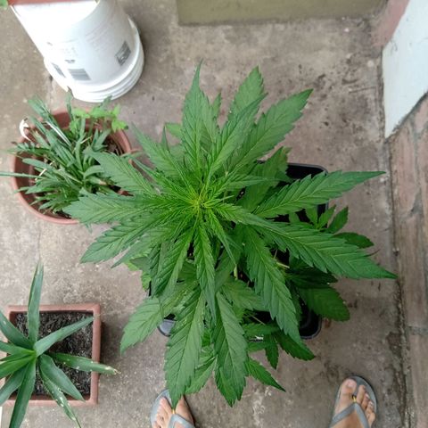 Sweet Madness growlog timeline photo