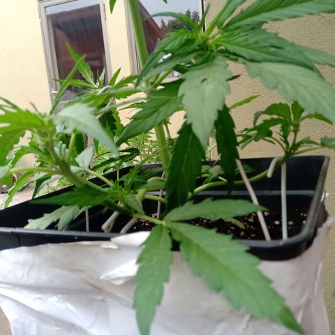 Sweet Madness growlog timeline photo