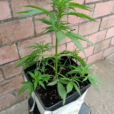Sweet Madness growlog timeline photo