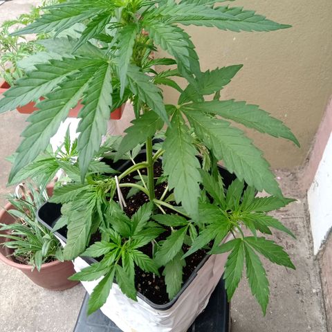 Sweet Madness growlog timeline photo