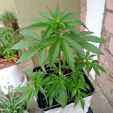 Sweet Madness growlog timeline photo