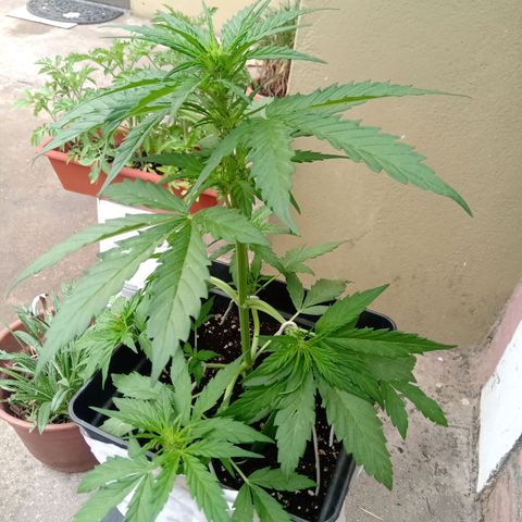 Sweet Madness growlog timeline photo