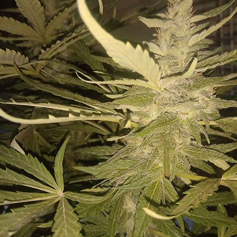 Banana Beach growlog timeline photo