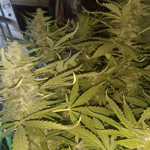 Banana Beach growlog timeline photo