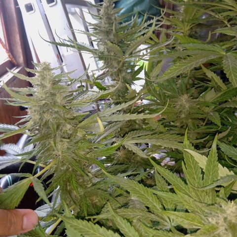 Banana Beach growlog timeline photo