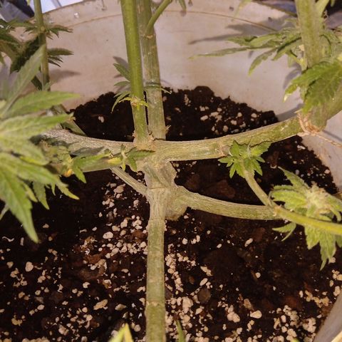 Banana Beach growlog timeline photo