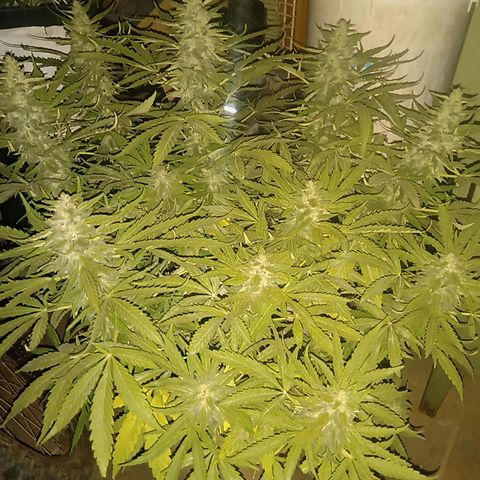 Banana Beach growlog timeline photo