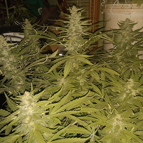 Banana Beach growlog timeline photo