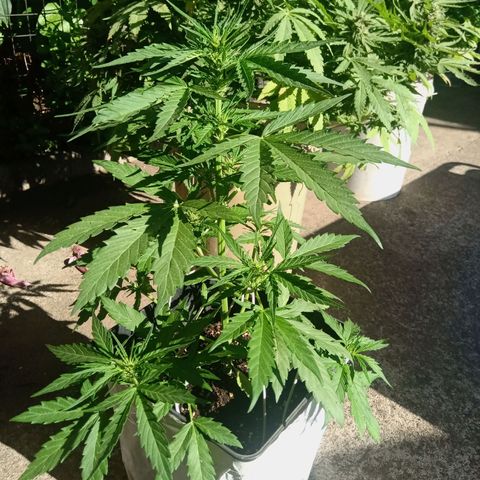 Sweet Madness growlog timeline photo