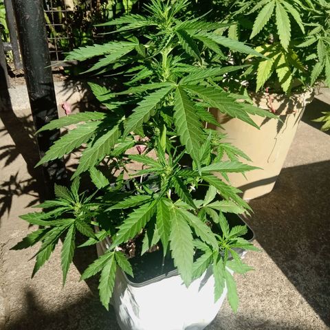 Sweet Madness growlog timeline photo