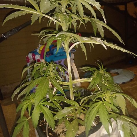 Sweet Madness growlog timeline photo