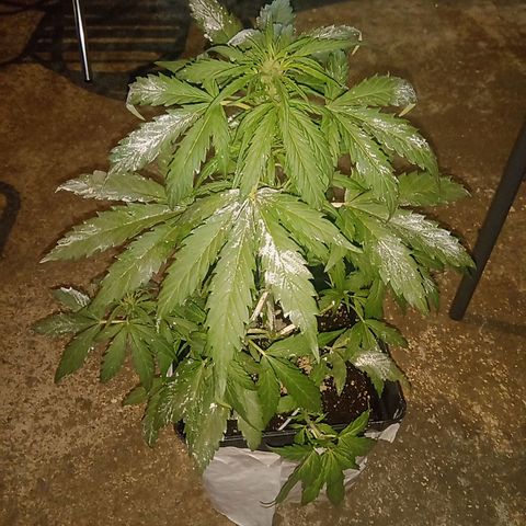 Sweet Madness growlog timeline photo