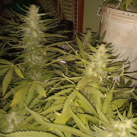 Banana Beach growlog timeline photo