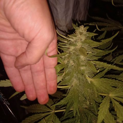 Banana Beach growlog timeline photo