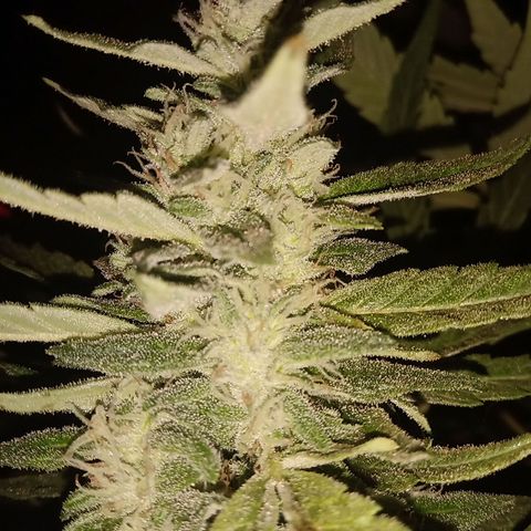 Banana Beach growlog timeline photo