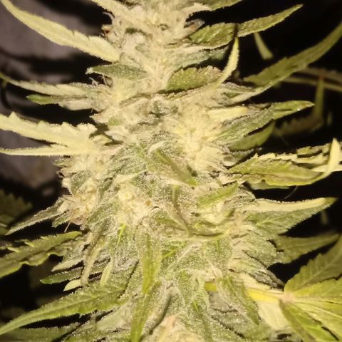 Banana Beach growlog timeline photo