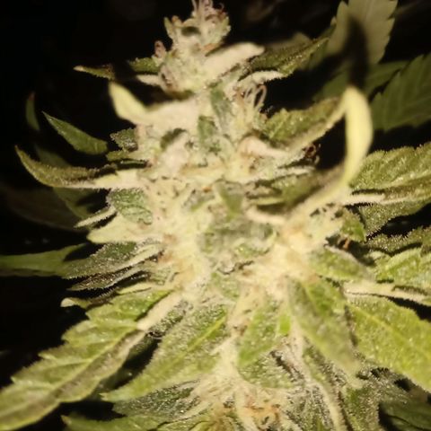 Banana Beach growlog timeline photo