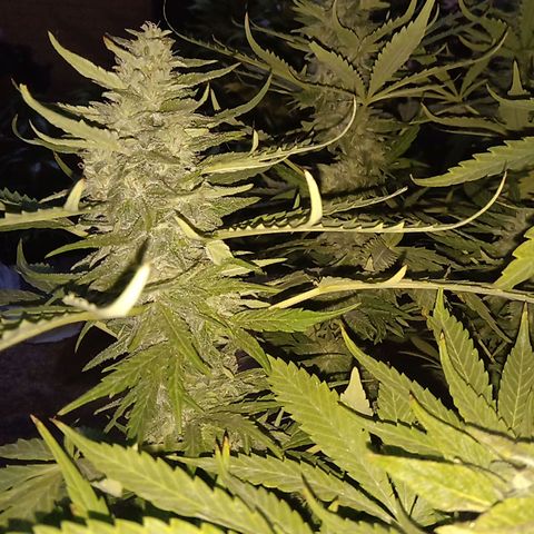 Banana Beach growlog timeline photo