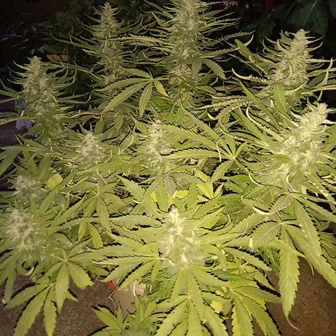 Banana Beach growlog timeline photo