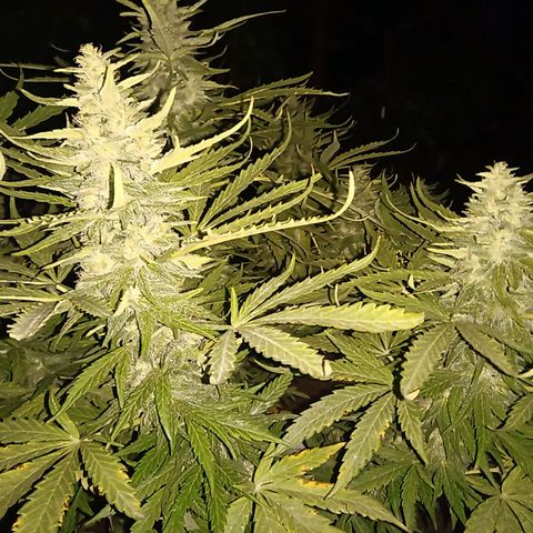 Banana Beach growlog timeline photo