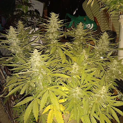 Banana Beach growlog timeline photo