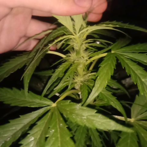 Sweet Madness growlog timeline photo