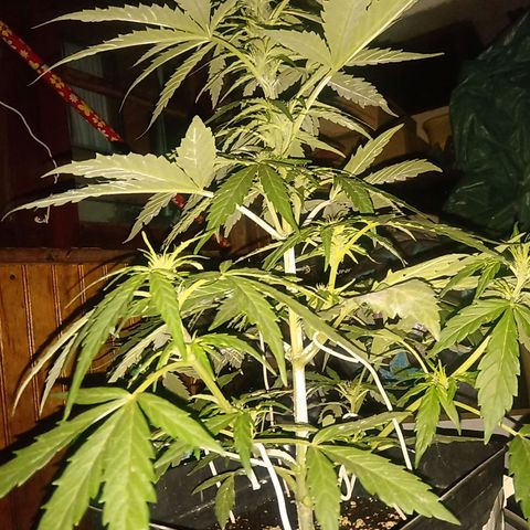 Sweet Madness growlog timeline photo