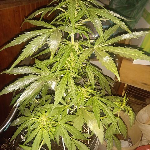 Sweet Madness growlog timeline photo