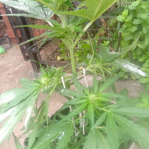 Sweet Madness growlog timeline photo