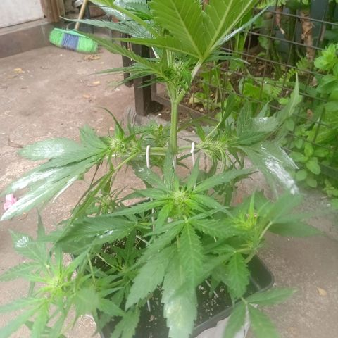 Sweet Madness growlog timeline photo