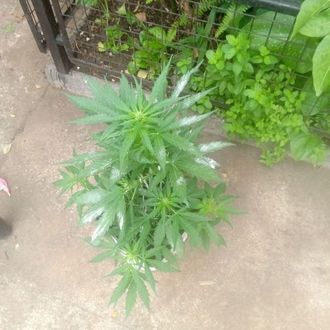 Sweet Madness growlog timeline photo