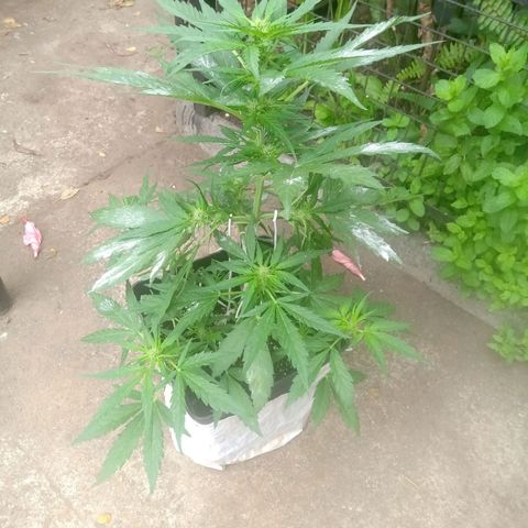 Sweet Madness growlog timeline photo