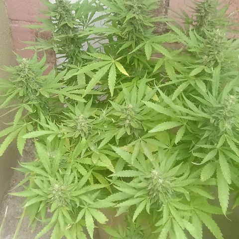 Banana Beach growlog timeline photo