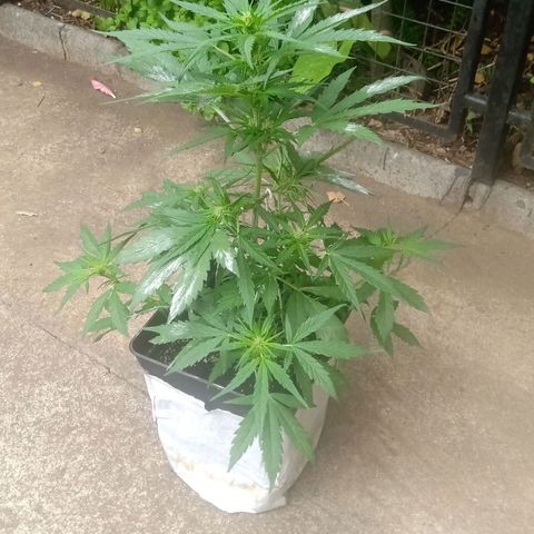 Sweet Madness growlog timeline photo