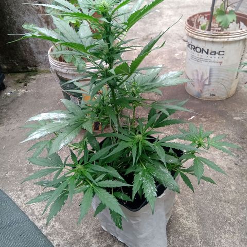 Sweet Madness growlog timeline photo