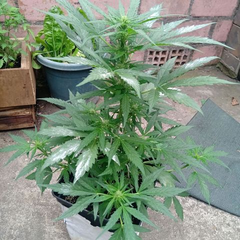Sweet Madness growlog timeline photo