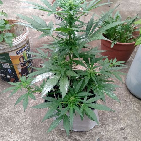Sweet Madness growlog timeline photo