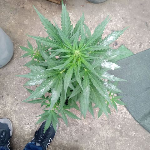 Sweet Madness growlog timeline photo