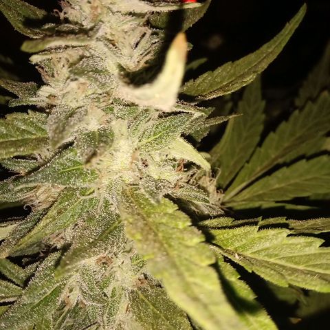 Banana Beach growlog timeline photo