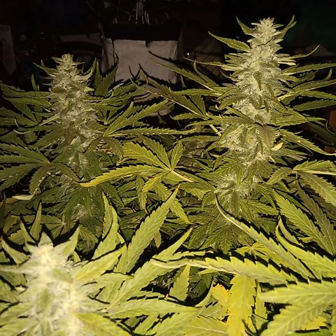 Banana Beach growlog timeline photo